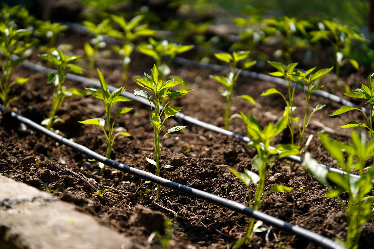 a columns of young paprika plants with a drip irrigation system